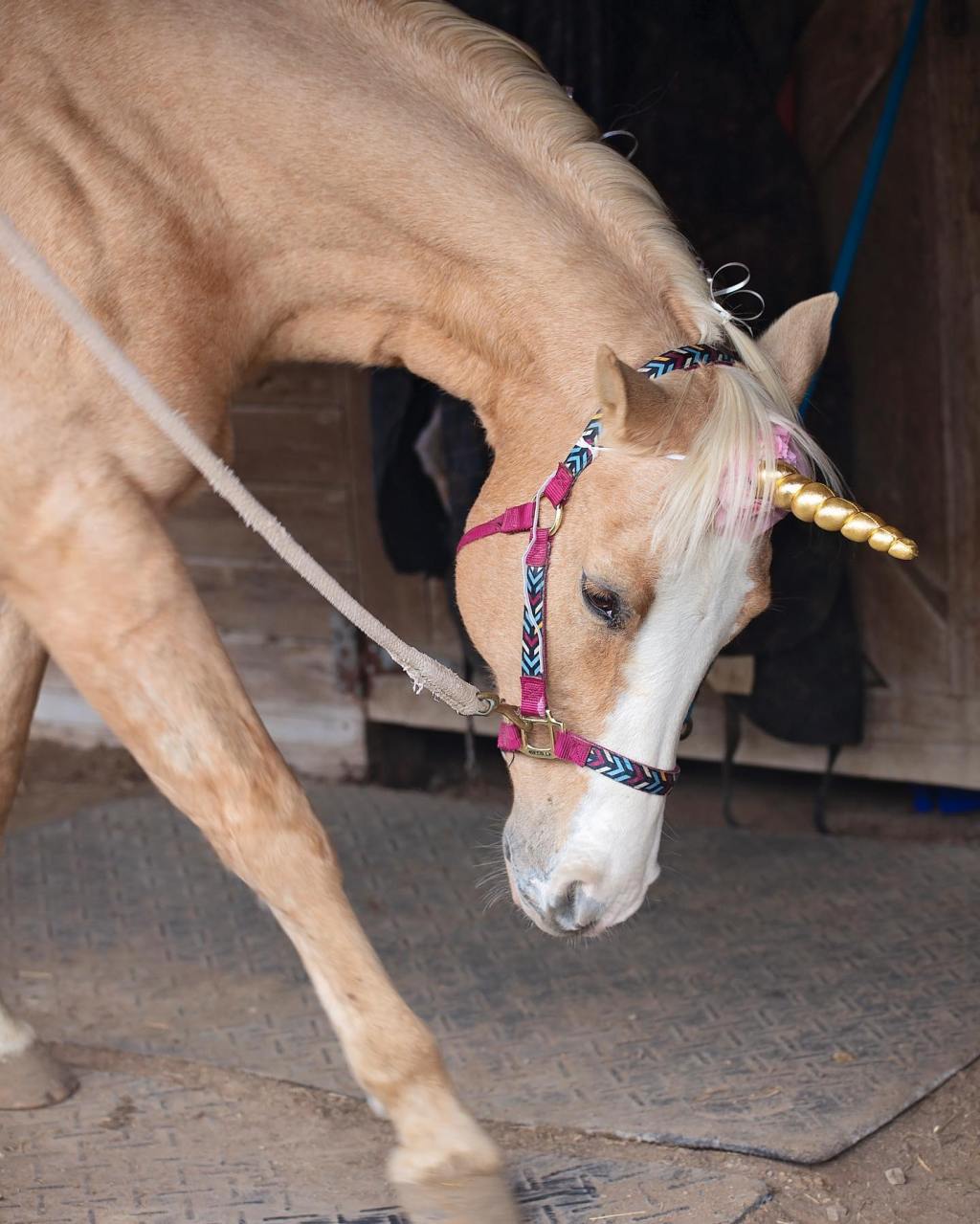 Refugee Harvest Fest&nbsp;2021